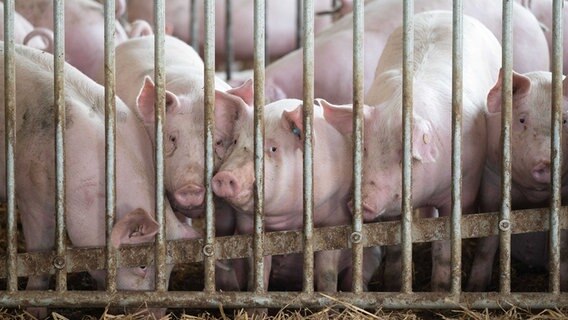 Schweine in einem Stall hinter Gitterstäben. © picture alliance/dpa | Marijan Murat Foto: Marijan Murat
