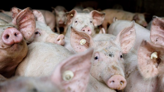 Schweine stehen dicht gedrängt in einem Stall. © picture alliance / Andreas Franke Foto:  Andreas Franke