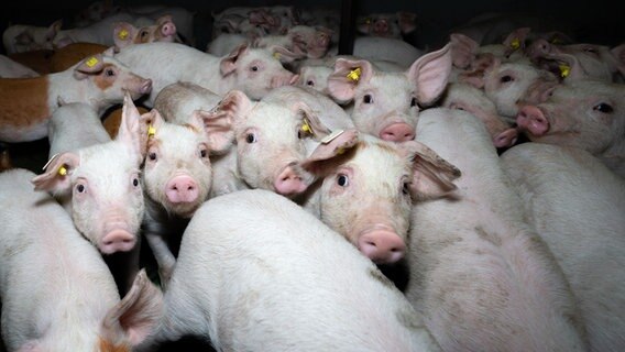 Aufzuchtbedingungen im Schweinestall. © picture alliance / Countrypixel | FRP 