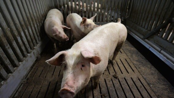 Drei Schweine stehen in einem Stall. © dpa Foto: Carmen Jaspersen/dpa