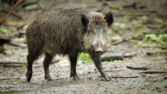 Ein Wildschwein läuft auf Waldboden. © dpa Foto: Fredrik von Erichsen