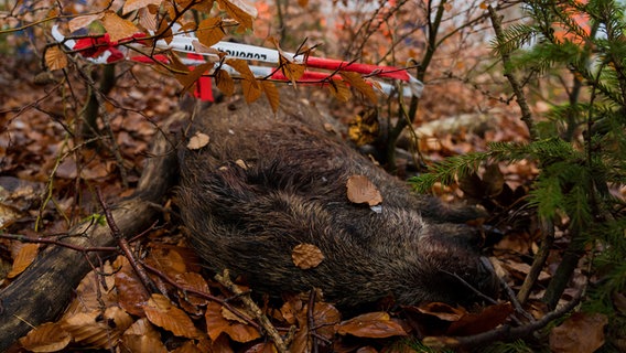 Ein totes Wildschwein liegt im Wald. © picture alliance/dpa/Nicolas Armer Foto: Nicolas Armer