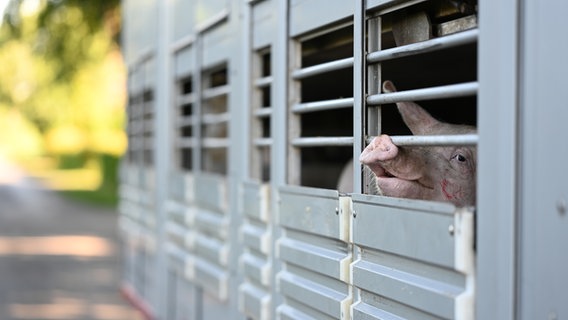 Schweine warten in einen Anhänger auf den Transport zum Schlachthof. © dpa Foto: Lars Klemmer/dpa