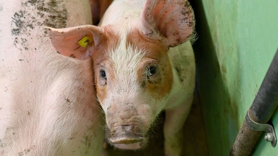 Ein Schwein im Stall eines Mastbetriebes blickt in die Kamera. © dpa-Bildfunk Foto: Carsten Rehder