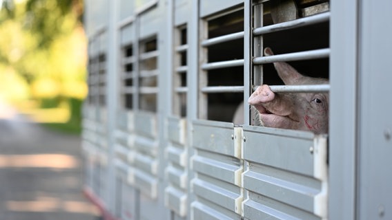 Ein Schwein streckt die Schnauze aus einem Tiertransport-Anhänger. © Lars Klemmer/dpa Foto: Lars Klemmer/dpa