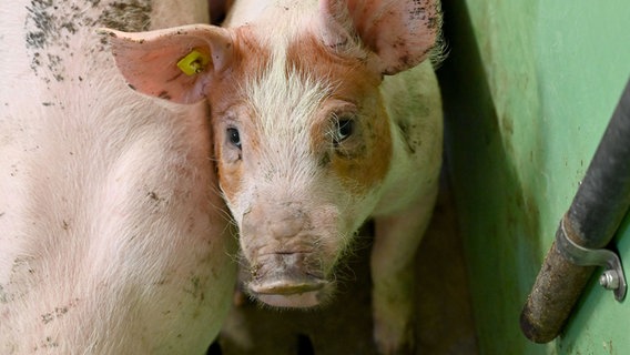 Ein Schwein steht in einem Mastbetrieb. © picture alliance/dpa/Carsten Rehder Foto: Carsten Rehder