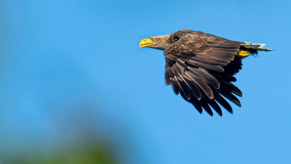 Ein Seeadler fliegt über eine Wiese. © picture alliance/dpa/Sina Schuldt Foto: Sina Schuldt