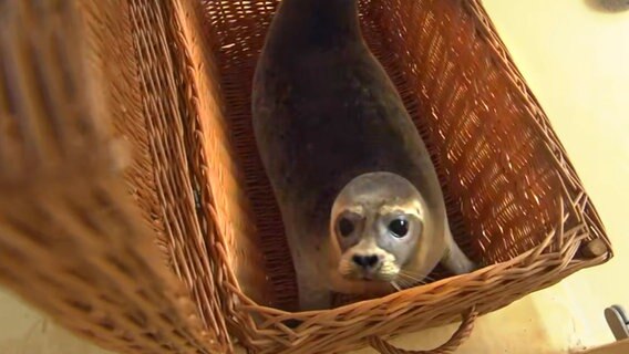 The seal looks out of the basket.  © NDR 