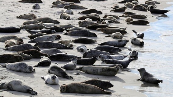 Robben und Seehunde liegen am Strand auf einer Düne in der Sonne. © dpa Foto: Christian Charisius