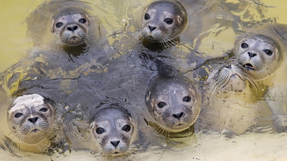 Junge Seehunde sind kurz vor der Fütterung in einem Becken in der Seehundstation Friedrichskoog zu sehen. © picture alliance/dpa/Christian Charisius Foto: Christian Charisius