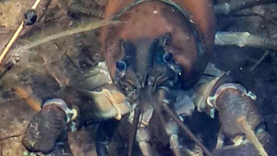 Ein Signalkrebs sitzt im Wasser. Ein Signalkrebs sitzt im Wasser. © NABU/Josef Bruns Foto: Josef Bruns