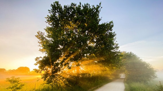 Die aufgehende Sonne scheint bei Nebel hinter einer Eiche in der Leinemasch in der Region Hannover. © picture alliance/dpa/picture alliance Foto: Julian Stratenschulte