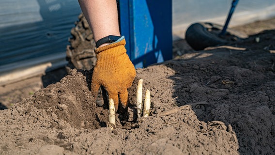 Eine Hand mit einem Handschuh neben Spargel im Boden. © picture alliance/Countrypixel/FRP 
