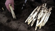 Eine Hand sticht eine Stange Spargel auf einem Feld in Niedersachsen. © dpa - picture alliance Foto: Sina Schuldt