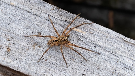 Das Foto zeigt eine Nosferatu-Spinne auf einem Holzblock. © picture alliance/dpa/Nabu Foto: picture alliance/dpa/Nabu