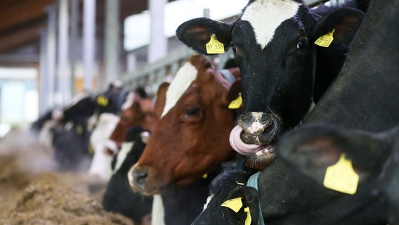 Kühe fressen im Stall. © picture alliance/dpa Foto: Oliver Berg
