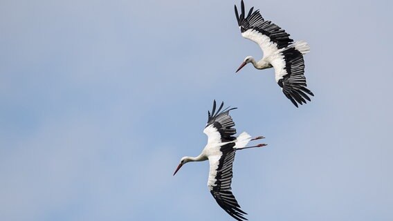 Zwei Störche fliegen am Himmel. © Sina Schuldt/dpa Foto: Sina Schuldt