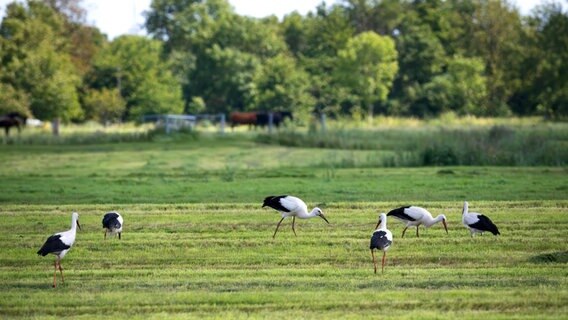 Sechs Weißstörche suchen auf einer Wiese in Loxstedt nach Nahrung. © dpa - picture alliance Foto: Sina Schuldt