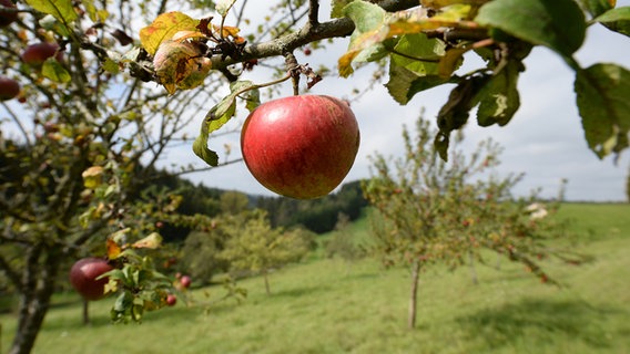 Eine Streuobstwiese mit Apfelbäumen. © picture alliance/dpa Foto: Patrick Seeger