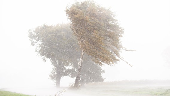 Starkregen, Hagel und starke Sturmböen ziehen während des Sturmtiefs "Ignatz" über einen Feld mit Birken in der Region Hannover hinweg. © picture alliance/dpa | Julian Stratenschulte Foto: Julian Stratenschulte