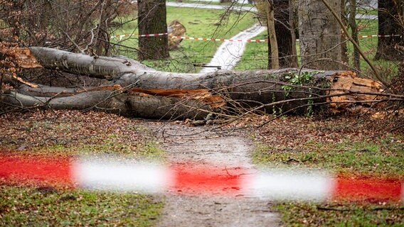 Ein umgestürzter Baum liegt nach einem Sturm an einem Weg. © picture alliance/dpa/Fabian Sommer Foto: Fabian Sommer