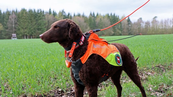 Ein Suchhund für Schweinepest © NDR Foto: Tabea Pander