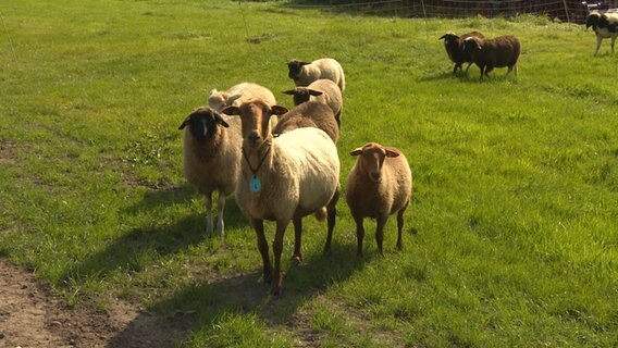 Schafe stehen auf einer Weide. © NDR 