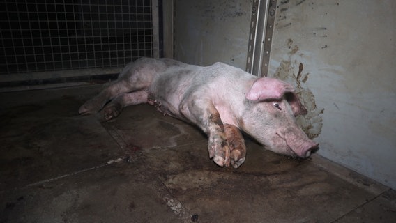Ein Schwein liegt auf dem Boden. © obs/Deutschen Tierschutzbüro e. V. Foto: obs/Deutschen Tierschutzbüro e. V.