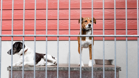 Zwei Hunde sind in einem Zwinger eines Tierheims. © picture alliance/dpa/Markus Scholz Foto: Markus Scholz