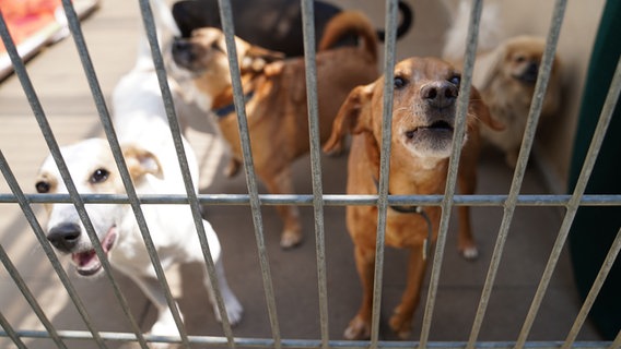 Hunde stehen in ihrem Gruppengehege in einem Tierheim. © picture alliance Foto: Marcus Brandt