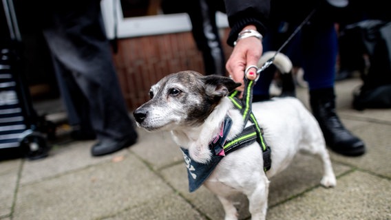 Ein Jack Russell Terrier wird an der Leine festgehalten. Besitzerin und Hund stehen Schlange bei einer Tiertafel. © dpa-Bildfunk 