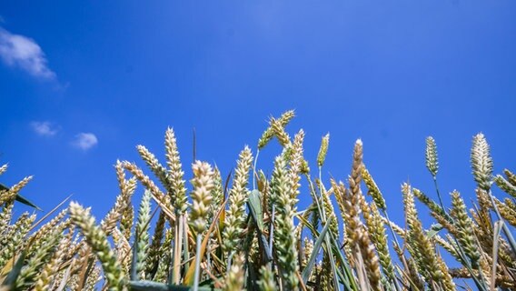 Weizen vor blauem Himmel auf einem Feld in der Region Hannover. © dpa-Bildfunk Foto: Julian Stratenschulte