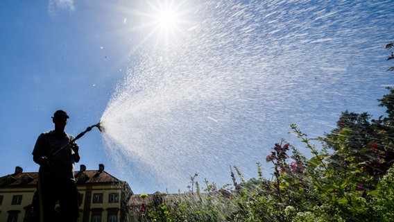 Ein Gärtner der Herrenhäuser Gärten wässert ein Blumenbeet am Georgengarten. © dpa Foto: Julian Stratenschulte