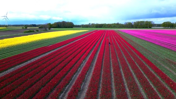 Viele Tulpen blühen auf einem Feld. © NDR 