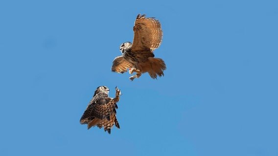 Zwei Kap-Uhus kämpfen vor blauem Himmel. © picture alliance / imageBROKER | G. Lacz Foto: G. Lacz