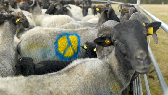 Schaf mit Peacezeichen aus blauer und gelber Farbe besprüht. © NDR 
