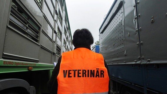 Eine Amtstierärztin läuft während einer Tiertransportkontrolle zwischen zwei Tiertransportern. © picture alliance / dpa Foto: Marijan Murat