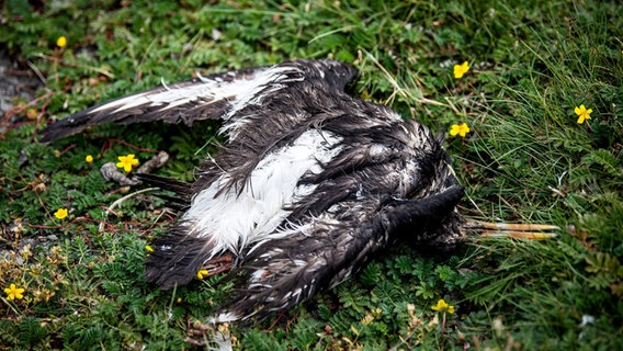 Ein toter Vogel liegt an einem Deich. © Sina Schuldt/dpa Foto: Sina Schuldt/dpa