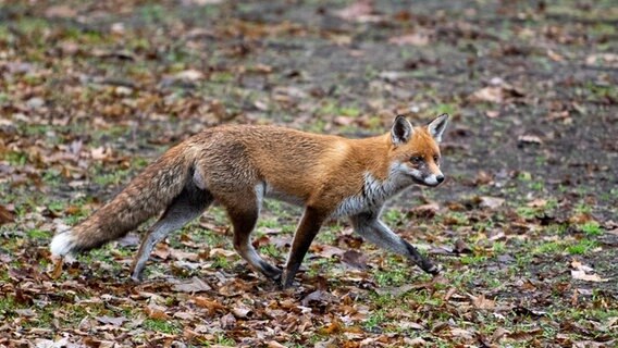 Ein Fuchs läuft durch einen Park © dpa Foto: Christophe Gateau