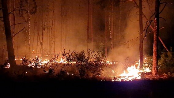 Flammen schlagen in die Höhe und Rauch steigt auf in einem Waldstück. © picture alliance/dpa Foto: Cevin Dettlaff