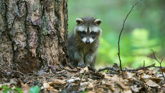 Immer mehr Waschbären im Kreis Gießen