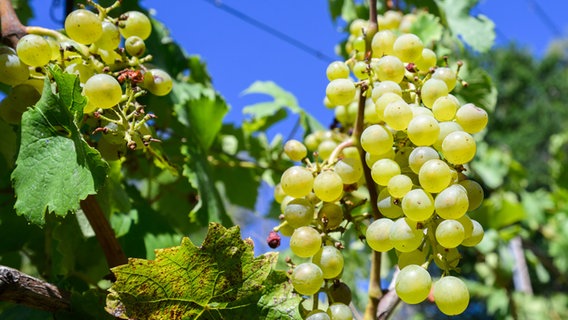 Trauben wachsen im Bischöflichen Weinberg im Magdalenengarten in Hildesheim. © picture alliance/dpa | Julian Stratenschulte Foto: Julian Stratenschulte/dpa