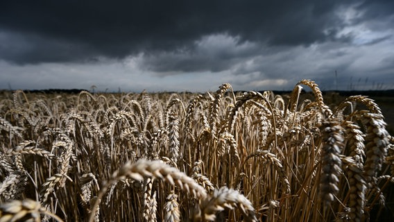 Dunkle Wolken sind am Himmel über einem Weizenfeld zu sehen. © picture alliance/dpa | Arne Dedert Foto: Arne Dedert