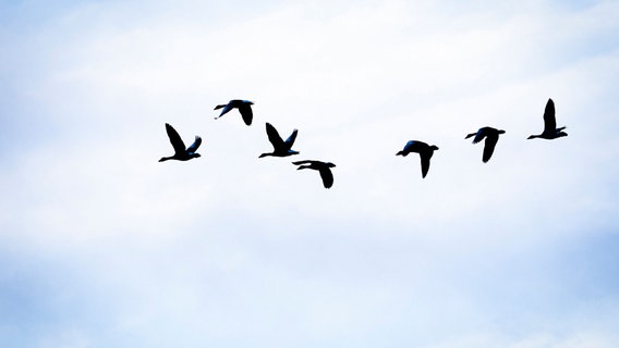 Vögel sind am Morgen vor dem Himmel zu sehen. © Moritz Frankenberg/dpa Foto: Moritz Frankenberg/dpa
