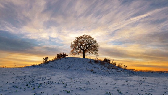 Ein Grabhügel mit Eichbaum bei Klein Vahlberg (Wolfenbüttel) zwischen Elm und Asse im Schnee von Dieter Heitefuss © NDR Foto: Dieter Heitefuss