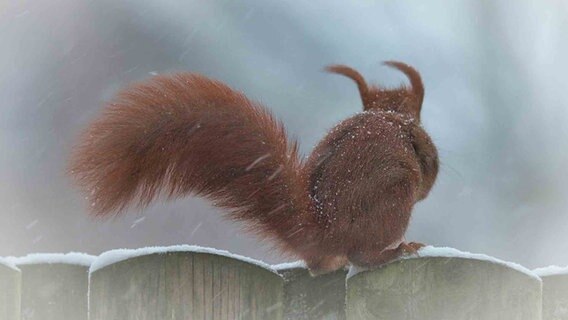 Ein Eichhörnchen sitzt während eines Schneesturms auf einem Zaun. © NDR Foto: Thomas Steinborn