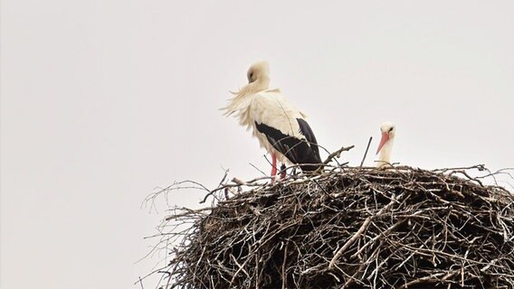 Zwei Störche sitzen in einem Nest. © NDR Foto: Reinhard Paulin