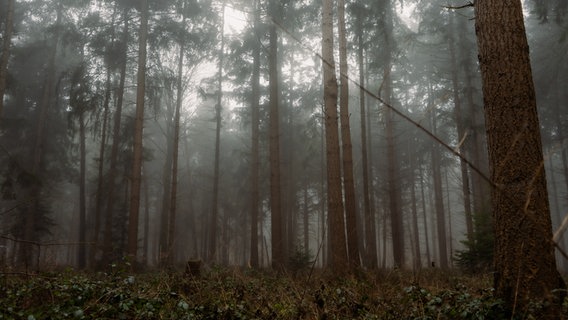 Ein Waldstück in der Nähe von Leer. © NDR Foto: Kathrin Wienberg