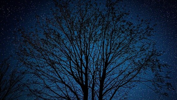 Der Umriss eines Baumes ist vor dem hellen Sternenhimmel zu sehen. © NDR Foto: Lorenz Wodzinski