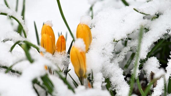 Blumen sind in einem Garten von Schnee bedeckt. © NDR Foto: Reinhard Paulin